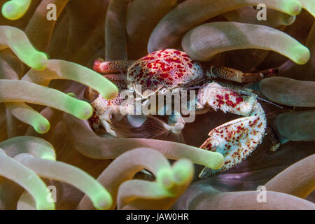 Porzellan-Krabbe versteckt in anemone Stockfoto