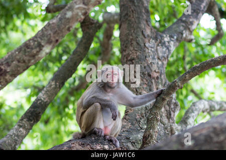 Erwachsenen weiblichen Rhesus-Affe sitzt auf einem Baum hält einen Zweig Stockfoto