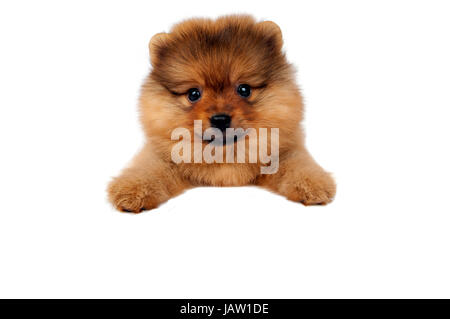 Süße Pomeranian Welpen isoliert auf weißem Hintergrund mit Platz für Text. Stockfoto