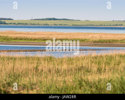 Nationalpark "Vorpommersche Boddenlandschaft", Bodden-Landschaft in der Nähe von Zingst, Schilf entlang der Uferpromenade, Zingst, Ostsee, Halbinsel Fischland- Stockfoto