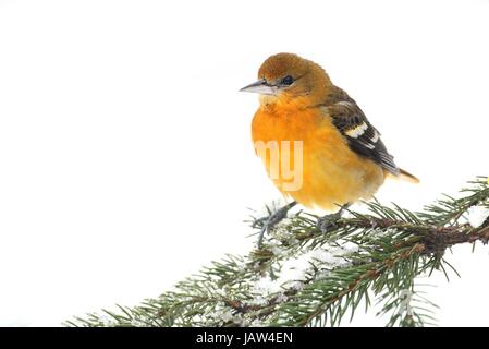 Baltimore Oriole (Ikterus Galbula) auf einem verschneiten Ast isoliert auf weiss Stockfoto