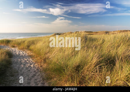 Dünen bin Strand von Sylt der Nordsee, Schleswig-Holstein Im Abendlicht Dünen am Strand der Nordsee auf Sylt, Schleswig-Holstein, Deutschland im Abendlicht Stockfoto