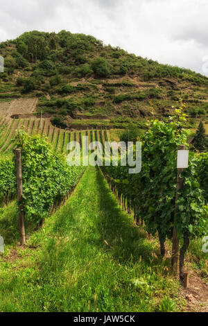 Weinberg im Südwesten Deutschlands Rheinland im Sommer Stockfoto