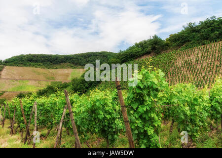 Weinberg im Südwesten Deutschlands Rheinland im Sommer Stockfoto