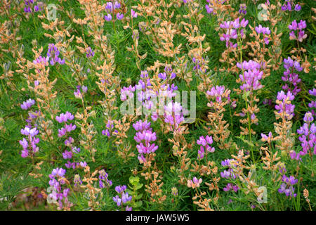 Schließen Sie die Ansicht auf ein Silber Lupine-Feld Stockfoto