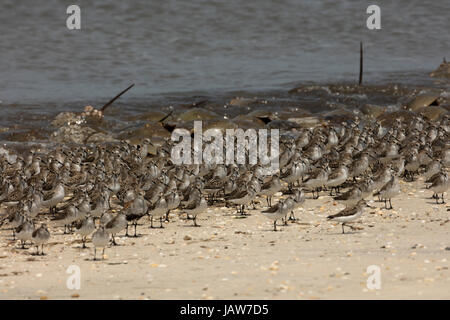 gemischte Shore Bird strömen einschließlich semipalmated Strandläufer (Calidris Pusilla) Sanderlinge, rötliche Steinwälzer an Land kommen, ernähren sich von atlantic Hufeisen Stockfoto