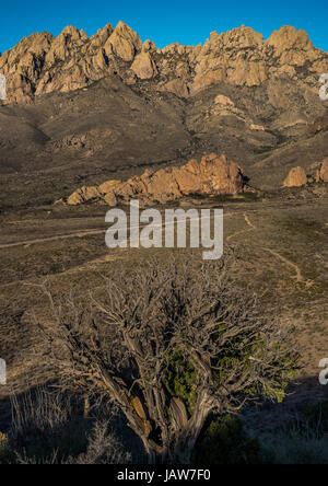 Baum stand vor Organ Mountains Stockfoto