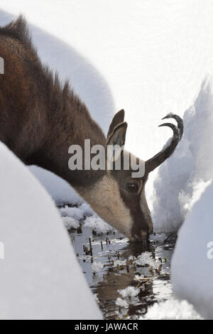 Gämse Rupicapra Rupicapra Camoscio Torbiera Inverrno Neve Winterschnee Parco Nazionale Gran Paradiso Valle d ' Aosta Italia Italien Stockfoto