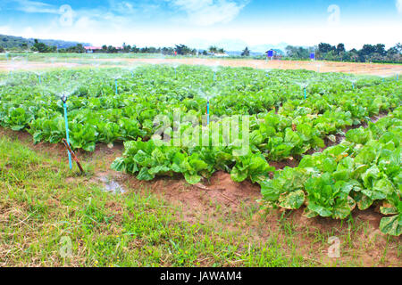 Green-Leaf-Feld und Kopfsalat Pflanzen wachsen in Reihen auf einem Bauernhof, Thailand Stockfoto