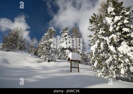 Winterlandschaft in den Alpen nach Schneefällen. Weitwinkeleinstellung von Lärchen, die unter dem Schnee in einem gefrorenen Umfeld Stockfoto