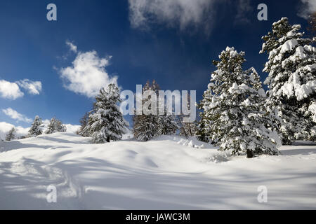 Winterlandschaft in den Alpen nach Schneefällen. Weitwinkeleinstellung von Lärchen, die unter dem Schnee in einem gefrorenen Umfeld Stockfoto