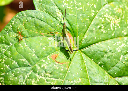 Insekt am Blatt, schöne Tiere in der Natur Stockfoto