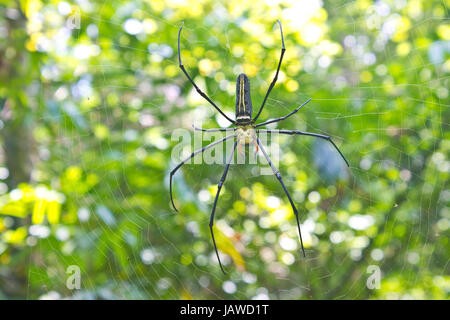 Große tropische Spinne - Nephila (golden Orb) im web Stockfoto