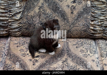braune schottischen Kätzchen auf der Couch sitzen, das Thema schöne Kätzchen und Katzen Stockfoto