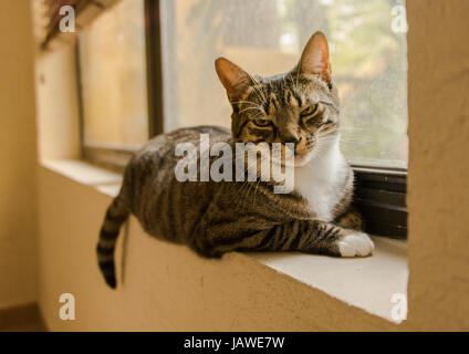 Schwarz und grau gestreifte Katze auf der Fensterbank Stockfoto