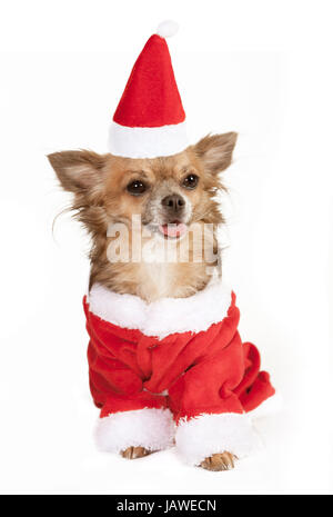 ein kleiner Chihuahua Hund sitzen mit Zipfelmütze. Er ist als Weihnachtsmann verkleidet. Stockfoto