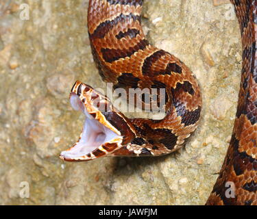 Ein Florida Cottonmouth, Wasser Mokassin, Agkistrodon Piscivorus, ist in der Lage, einen tödlichen giftigen Biss. Stockfoto