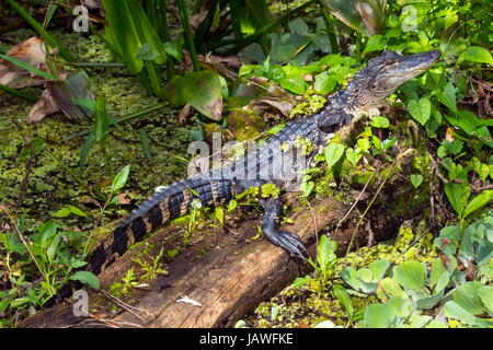 Einer amerikanischen Alligatoren, Alligator Mississippiensis, ruht auf einem Baumstamm. Stockfoto