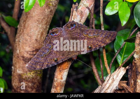 Eine schwarze Hexe Motte, Ascalapha Odorata Nahaufnahme. Stockfoto