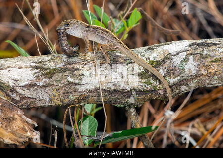 Eine männliche braun Anole, Anolis Sagrei mit Beute. Stockfoto