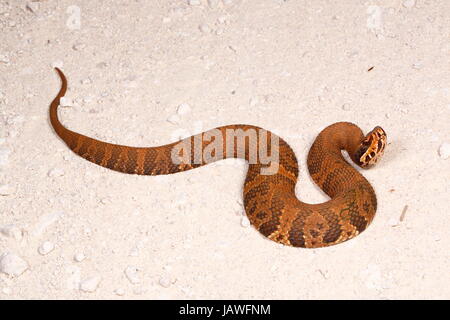 Ein Florida Cottonmouth, Agkistrodon Piscivorus, ist in der Lage, einen tödlichen giftigen Biss. Stockfoto