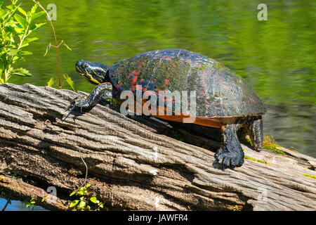 Ein Florida Rotbauch Cooter, Pseudemys Nelsoni, auf einem Baumstamm. Stockfoto