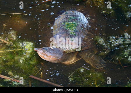 Eine Florida Softshell Schildkröte, Apalone Ferox, auf der Oberfläche des Wassers. Stockfoto