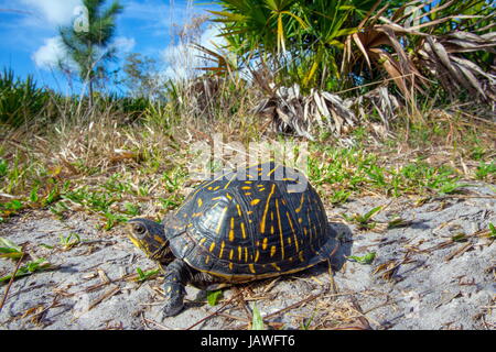 Ein Florida-Kasten-Schildkröte, Terrapene Carolina Bauri. Stockfoto