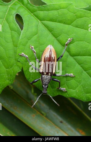 Eine Wurzel Rüsselkäfer, Diaprepres Abbreviatus. Stockfoto