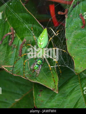 Eine grüne Luchs Spinne mit Babys, Peucetia Viridans, Jagd auf eine grüne Orchidee Biene Euglossa Dilemma. Stockfoto