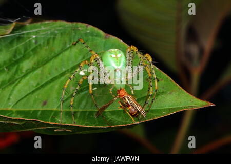 Eine grüne Luchs Spinne mit Babys, Peucetia Viridans, Jagd auf eine Papier-Wespe. Stockfoto