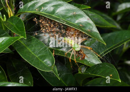 Eine grüne Luchs Spinne mit Babys, Peucetia Viridans, Jagd auf eine Honigbiene. Stockfoto