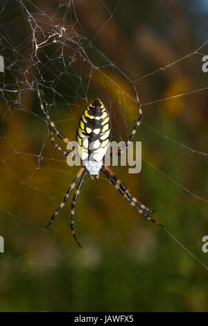 Eine schwarz-gelbe Kugel Spinne, Agiope Aurantia, zentriert im Netz. Stockfoto