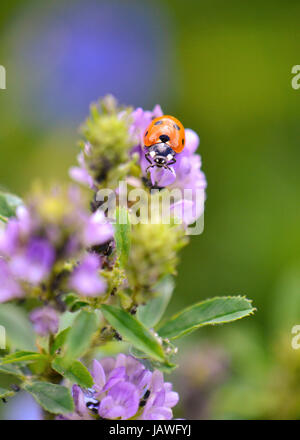 Marienkäfer auf einer Pflanze Blutweiderich in einer hellen Sonne, mit dichten Laub und lila Blüten in soft-Fokus auf den Hintergrund isoliert. Stockfoto