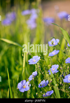 Lewis Flachs Blumen blühen in einem warmen Morgensonne, mit dichten Feld von Gräsern und Blumen in soft-Fokus auf den Hintergrund. Stockfoto