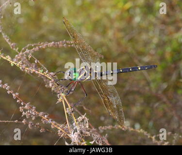 Eine königliche Darner Libelle, Coryphaeschna Ingens, nach Austritt aus der Nymphe Stadium. Stockfoto