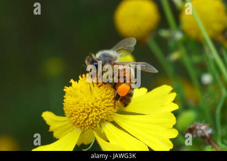 Eine Honigbiene, mit sichtbaren Pollen Pakete, nippt Nektar aus einem Wildblumen. Stockfoto