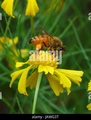 Eine Honigbiene, mit sichtbaren Pollen Pakete, nippt Nektar aus einem Wildblumen. Stockfoto