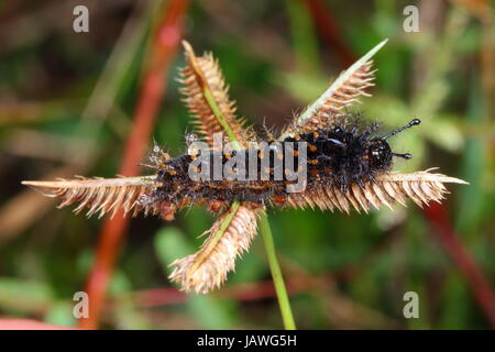 Eine weiße Tagpfauenauge, Anartia Jatrophae Fütterung. Stockfoto