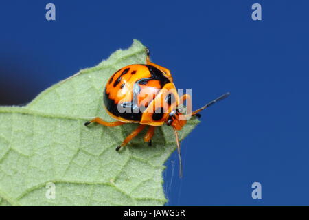 Eine räuberische Anker Stink Bug, Stiretrus Anchoratus, kriecht auf einem Blatt. Stockfoto