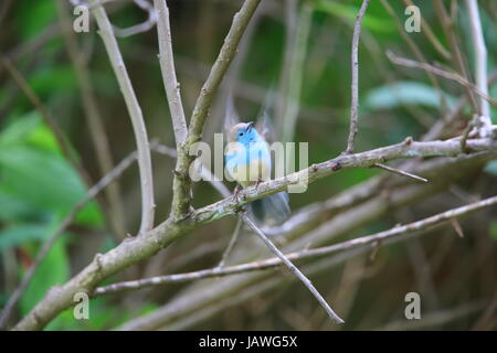 Blaue Wellenastrild (Uraeginthus Angolensis) in Sambia Stockfoto