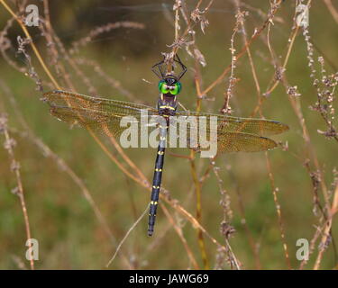 Eine königliche Darner Libelle, Coryphaeschna Ingens, kurz nach dem Austritt aus der Nymphe Stadium. Stockfoto