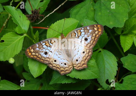 Eine weiße Tagpfauenauge, Anartia Jatrophae Fütterung. Stockfoto