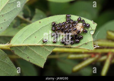 Am zweiten Instar Nymphe des südlichen grünen Stink Bugs, Nezara Viridula, angehäuft auf Eikapseln. Stockfoto