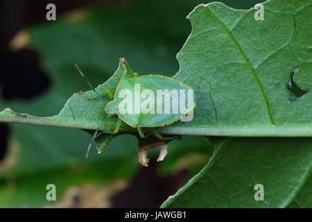 Erwachsenen südlichen grünen Stink Bug, Nezara Viridula, kriechen auf Pflanzen. Stockfoto