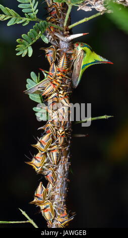 Dorn-Fehler, Umbonia Crassicornis, auf einem Palmwedel. Stockfoto