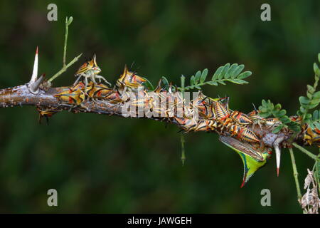 Dorn-Fehler, Umbonia Crassicornis, auf einem Palmwedel. Stockfoto