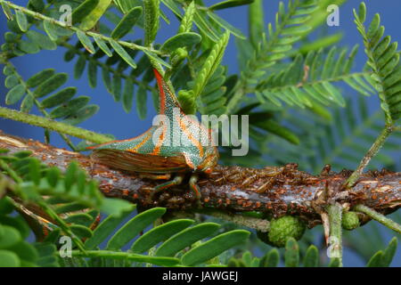 Dorn-Fehler, Umbonia Crassicornis, auf einem Palmwedel. Stockfoto