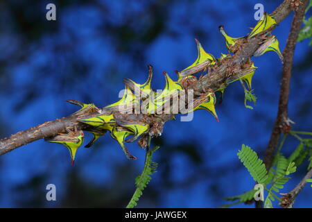 Dorn-Fehler, Umbonia Crassicornis, auf einem Palmwedel. Stockfoto