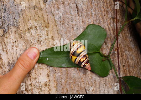 Eine Florida Baum Schnecke, Liguus Fasciatus. Stockfoto